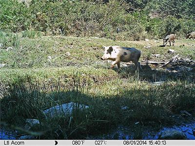 Free-Ranging Pig and Wild Boar Interactions in an <mark class="highlighted">Endemic Area</mark> of African Swine Fever